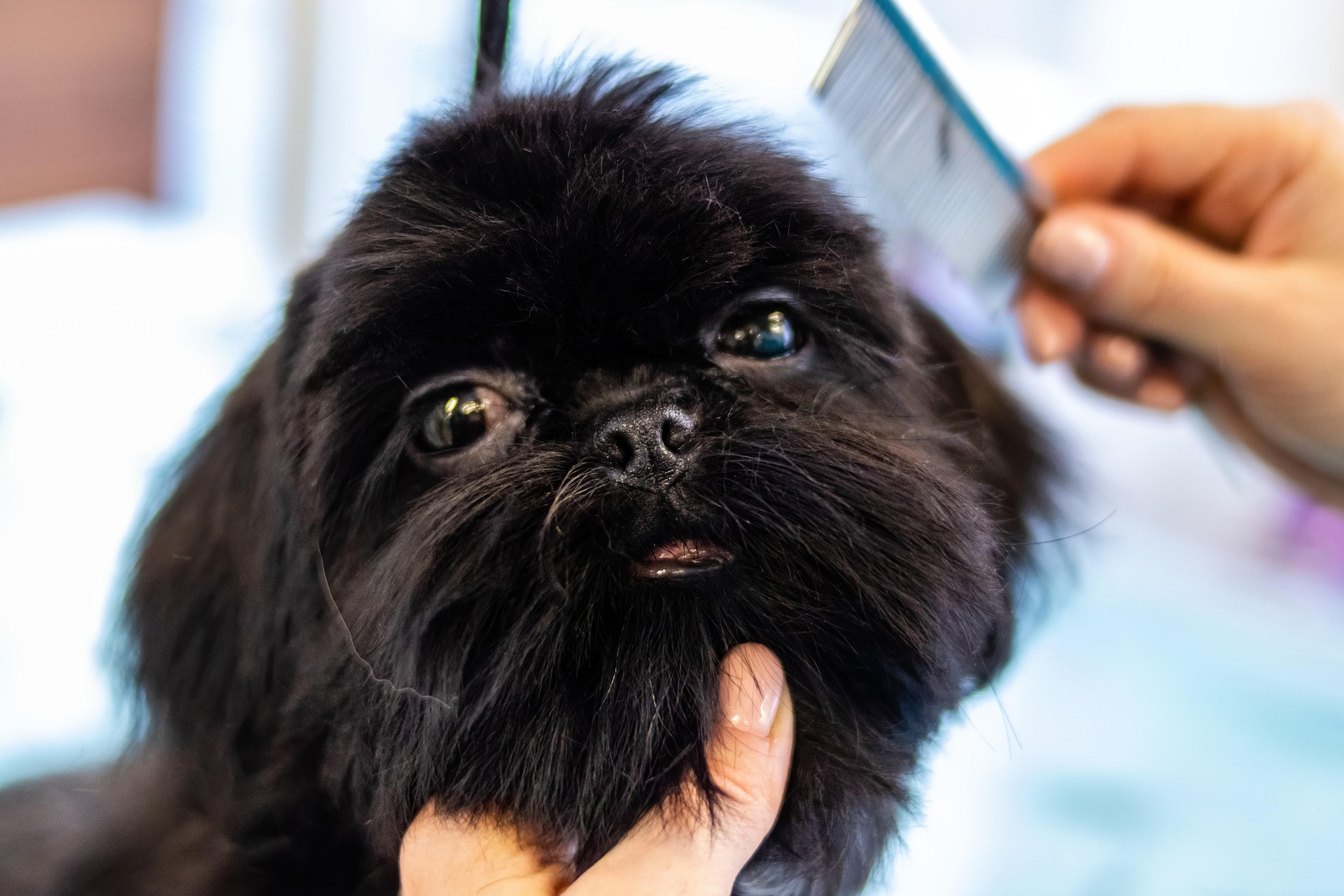 Grooming A Dog, Hair, Animal